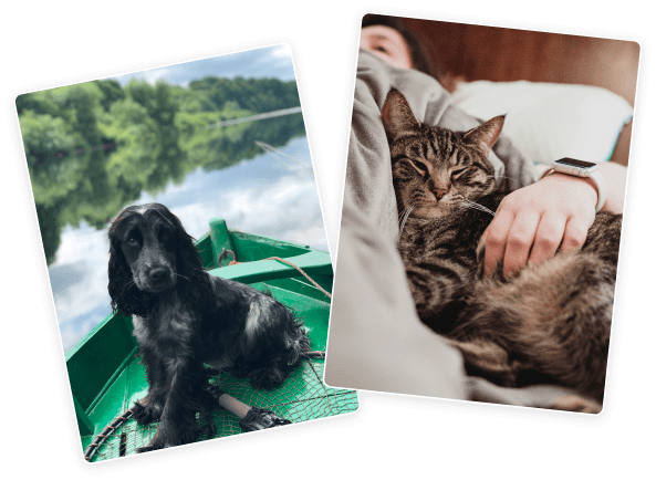 Dog and Cat