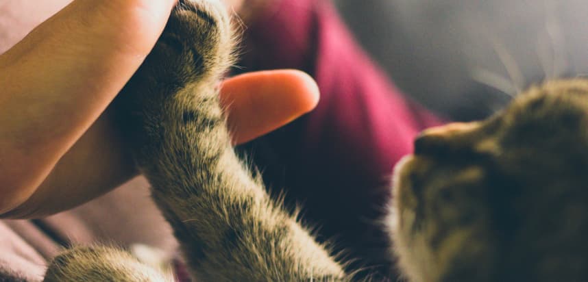 Coping with the Loss of Your Cat